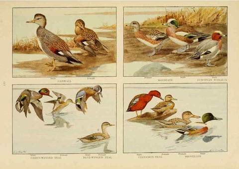 Reproducción/Reproduction 6441667657: The book of birds, common birds of town and country and American game birds Washington, D. C. :National Geographic Society,1918