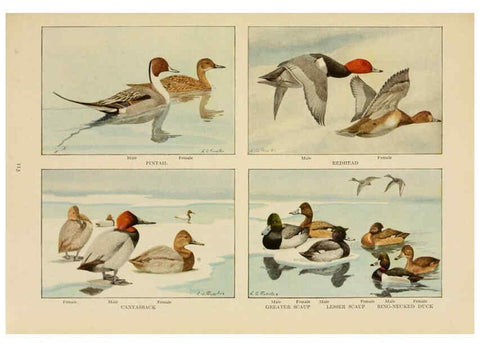 Reproducción/Reproduction 6441668059: The book of birds, common birds of town and country and American game birds Washington, D. C. :National Geographic Society,1918