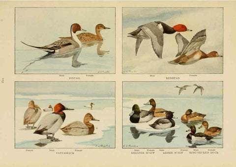Reproducción/Reproduction 6441668059: The book of birds, common birds of town and country and American game birds Washington, D. C. :National Geographic Society,1918