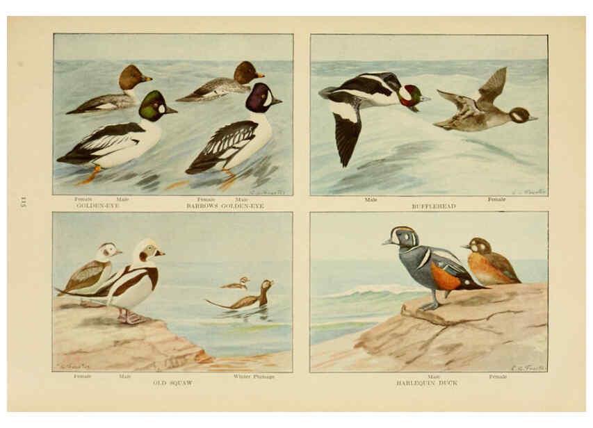 Reproducción/Reproduction 6441668357: The book of birds, common birds of town and country and American game birds Washington, D. C. :National Geographic Society,1918