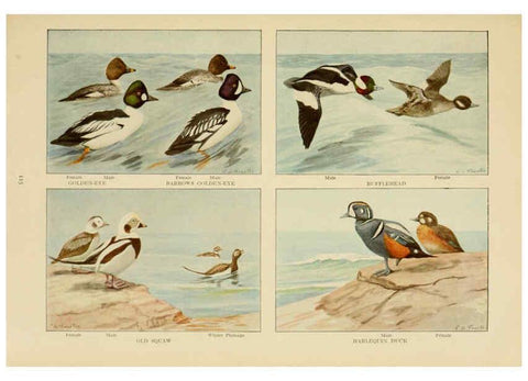 Reproducción/Reproduction 6441668357: The book of birds, common birds of town and country and American game birds Washington, D. C. :National Geographic Society,1918