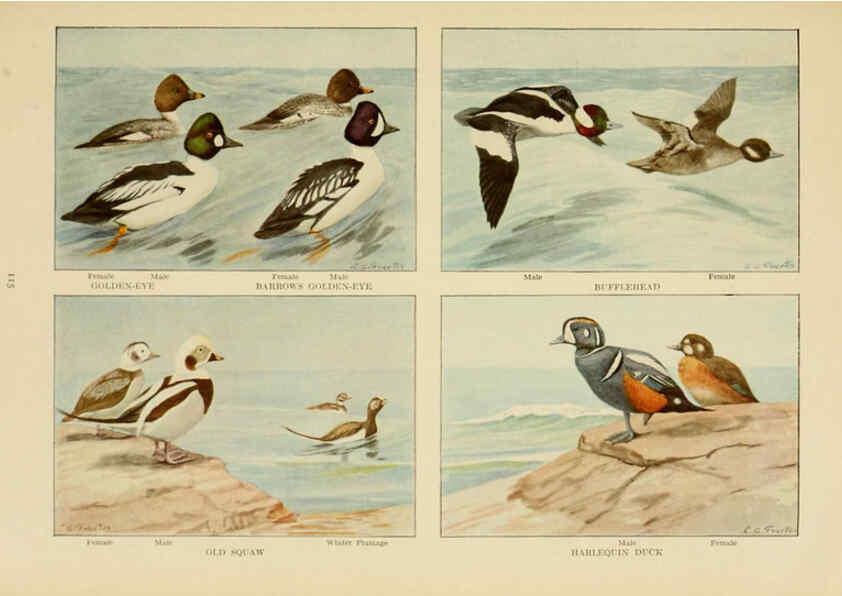 Reproducción/Reproduction 6441668357: The book of birds, common birds of town and country and American game birds Washington, D. C. :National Geographic Society,1918