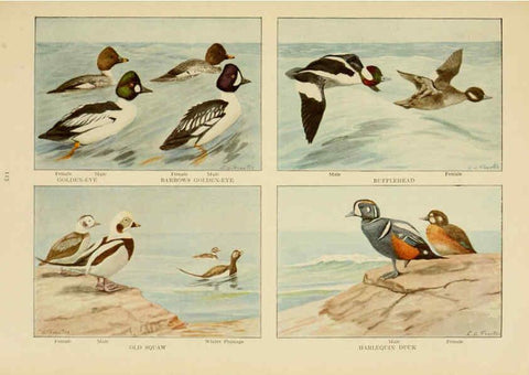 Reproducción/Reproduction 6441668357: The book of birds, common birds of town and country and American game birds Washington, D. C. :National Geographic Society,1918