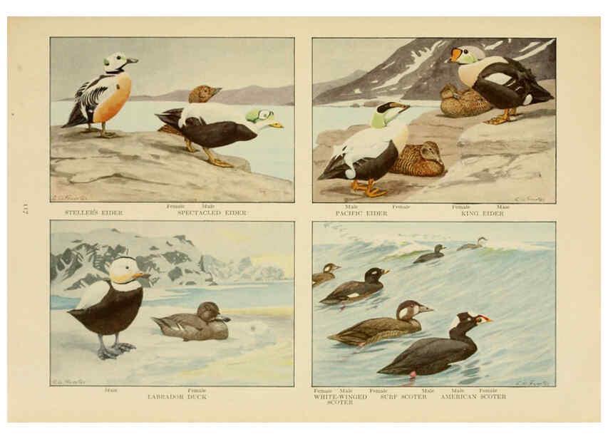 Reproducción/Reproduction 6441668657: The book of birds, common birds of town and country and American game birds Washington, D. C. :National Geographic Society,1918
