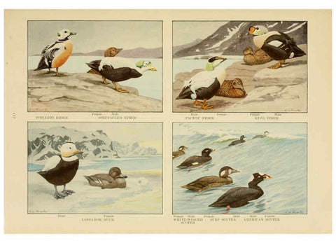 Reproducción/Reproduction 6441668657: The book of birds, common birds of town and country and American game birds Washington, D. C. :National Geographic Society,1918