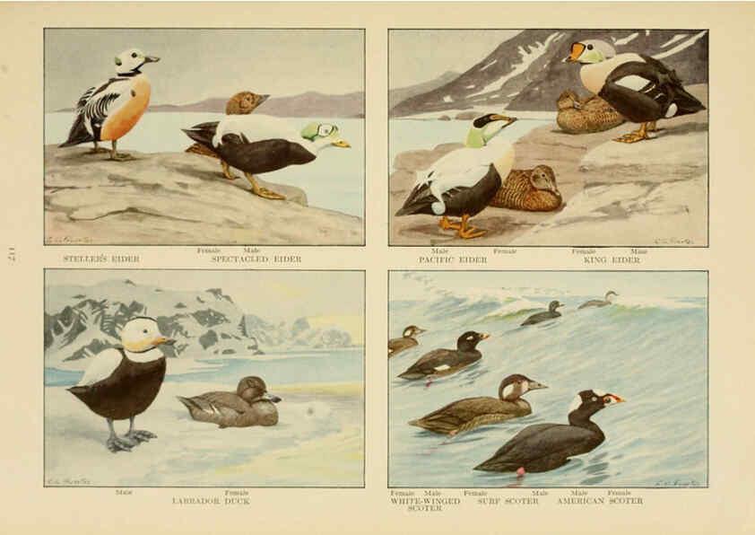 Reproducción/Reproduction 6441668657: The book of birds, common birds of town and country and American game birds Washington, D. C. :National Geographic Society,1918