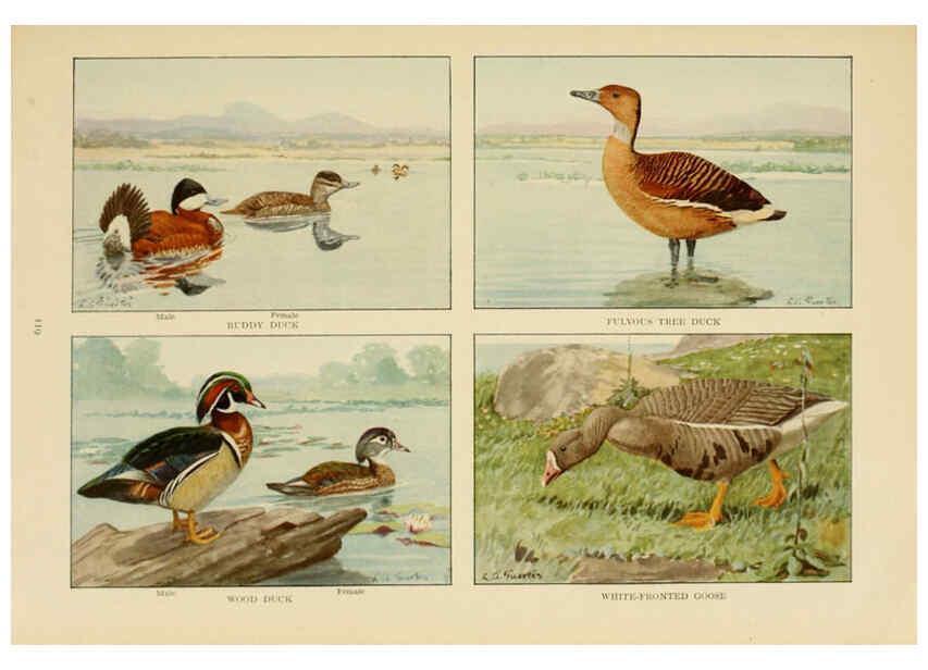 Reproducción/Reproduction 6441669161: The book of birds, common birds of town and country and American game birds Washington, D. C. :National Geographic Society,1918