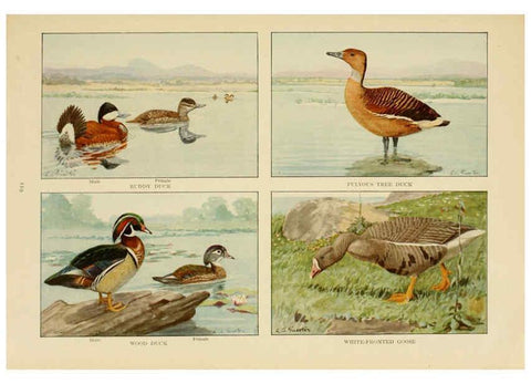 Reproducción/Reproduction 6441669161: The book of birds, common birds of town and country and American game birds Washington, D. C. :National Geographic Society,1918