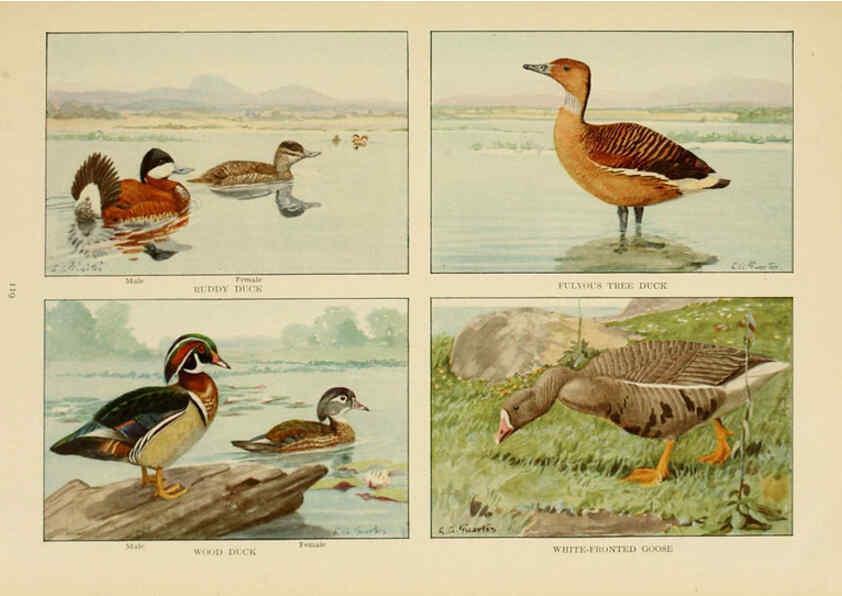 Reproducción/Reproduction 6441669161: The book of birds, common birds of town and country and American game birds Washington, D. C. :National Geographic Society,1918