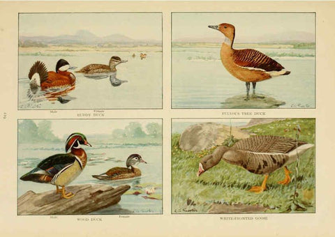 Reproducción/Reproduction 6441669161: The book of birds, common birds of town and country and American game birds Washington, D. C. :National Geographic Society,1918