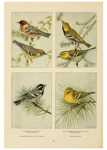Reproducción/Reproduction 6441666437: The book of birds, common birds of town and country and American game birds Washington, D. C. :National Geographic Society,1918