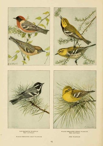 Reproducción/Reproduction 6441666437: The book of birds, common birds of town and country and American game birds Washington, D. C. :National Geographic Society,1918