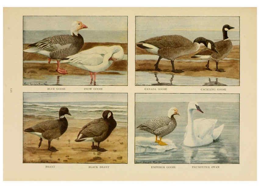 Reproducción/Reproduction 6441669635: The book of birds, common birds of town and country and American game birds Washington, D. C. :National Geographic Society,1918