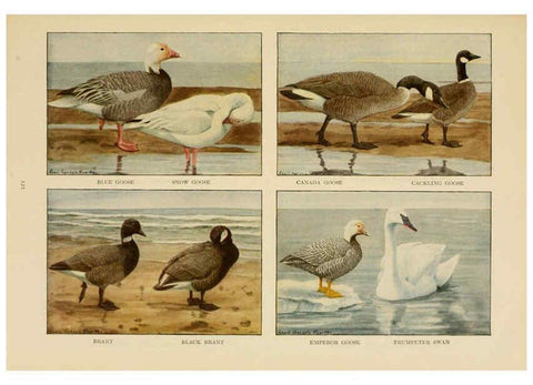 Reproducción/Reproduction 6441669635: The book of birds, common birds of town and country and American game birds Washington, D. C. :National Geographic Society,1918