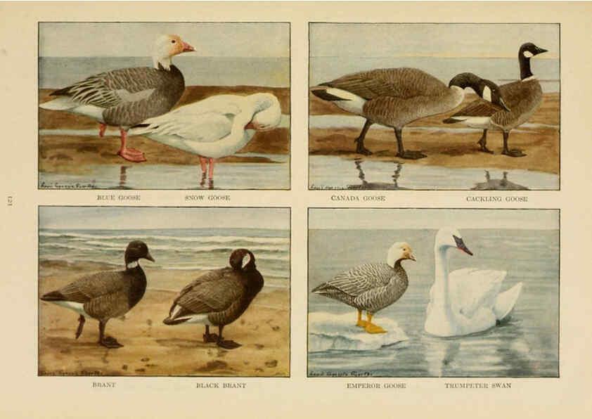 Reproducción/Reproduction 6441669635: The book of birds, common birds of town and country and American game birds Washington, D. C. :National Geographic Society,1918