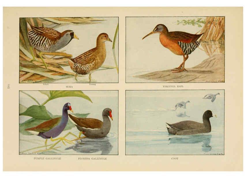 Reproducción/Reproduction 6441670185: The book of birds, common birds of town and country and American game birds Washington, D. C. :National Geographic Society,1918