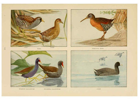 Reproducción/Reproduction 6441670185: The book of birds, common birds of town and country and American game birds Washington, D. C. :National Geographic Society,1918