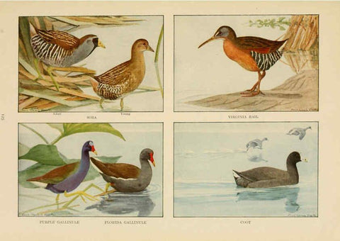 Reproducción/Reproduction 6441670185: The book of birds, common birds of town and country and American game birds Washington, D. C. :National Geographic Society,1918
