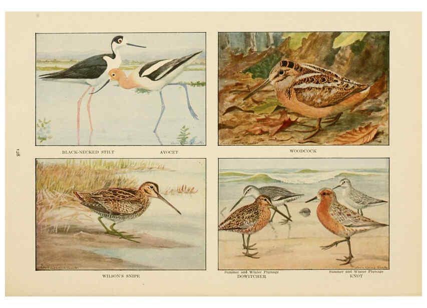 Reproducción/Reproduction 6441670627: The book of birds, common birds of town and country and American game birds Washington, D. C. :National Geographic Society,1918