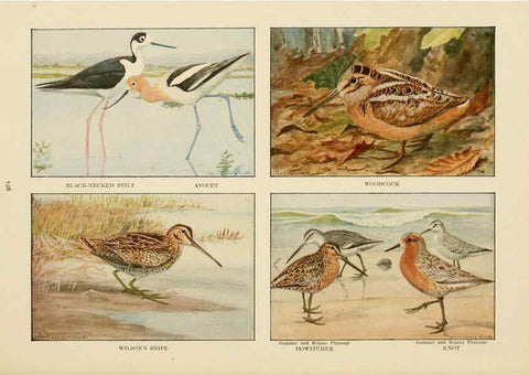 Reproducción/Reproduction 6441670627: The book of birds, common birds of town and country and American game birds Washington, D. C. :National Geographic Society,1918
