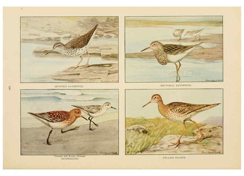 Reproducción/Reproduction 6441670967: The book of birds, common birds of town and country and American game birds Washington, D. C. :National Geographic Society,1918