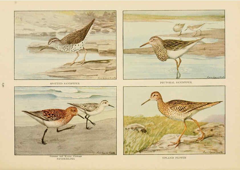 Reproducción/Reproduction 6441670967: The book of birds, common birds of town and country and American game birds Washington, D. C. :National Geographic Society,1918