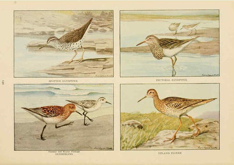 Reproducción/Reproduction 6441670967: The book of birds, common birds of town and country and American game birds Washington, D. C. :National Geographic Society,1918