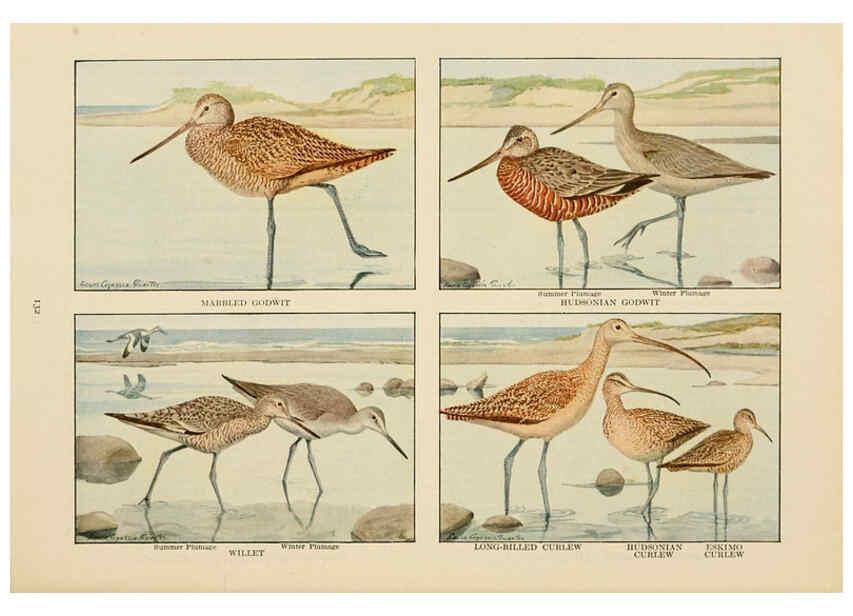 Reproducción/Reproduction 6441671277: The book of birds, common birds of town and country and American game birds Washington, D. C. :National Geographic Society,1918