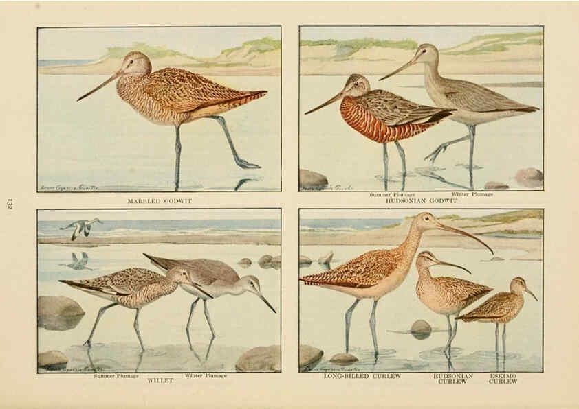 Reproducción/Reproduction 6441671277: The book of birds, common birds of town and country and American game birds Washington, D. C. :National Geographic Society,1918