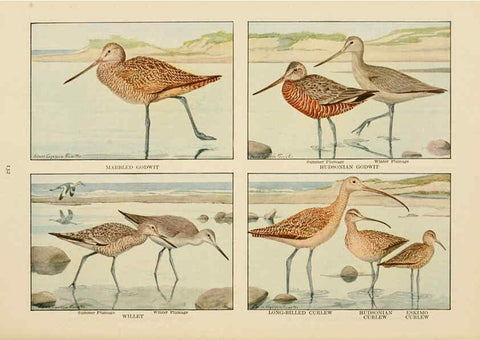 Reproducción/Reproduction 6441671277: The book of birds, common birds of town and country and American game birds Washington, D. C. :National Geographic Society,1918