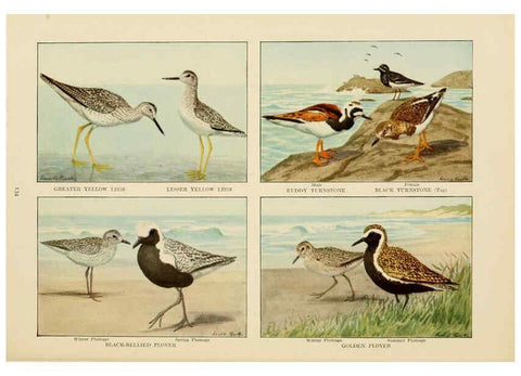 Reproducción/Reproduction 6441671717: The book of birds, common birds of town and country and American game birds Washington, D. C. :National Geographic Society,1918