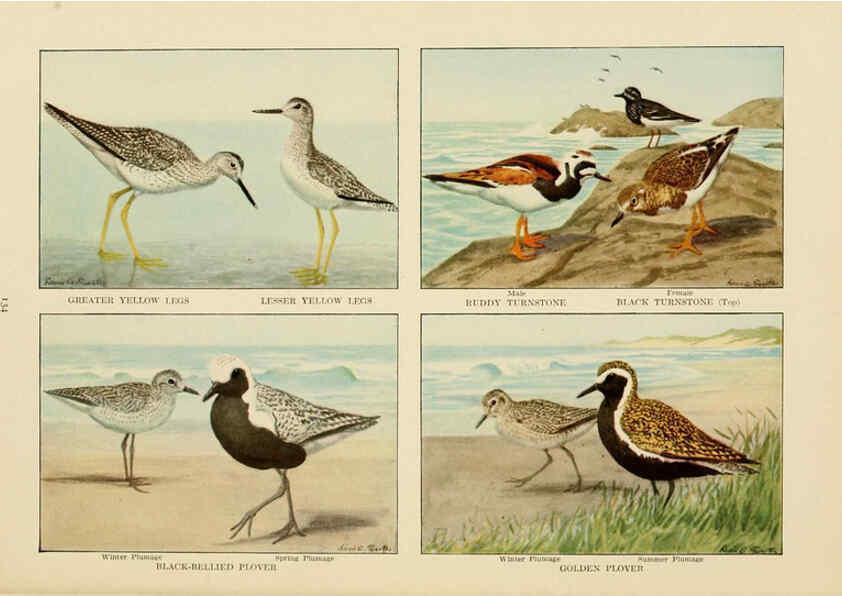 Reproducción/Reproduction 6441671717: The book of birds, common birds of town and country and American game birds Washington, D. C. :National Geographic Society,1918