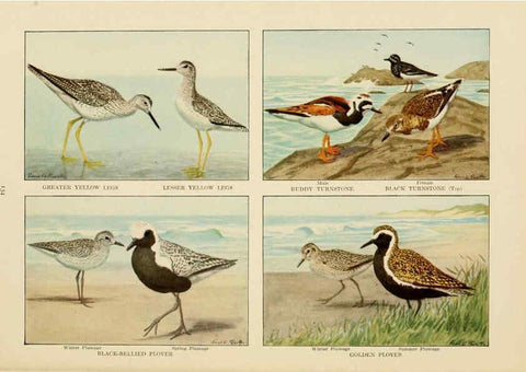 Reproducción/Reproduction 6441671717: The book of birds, common birds of town and country and American game birds Washington, D. C. :National Geographic Society,1918