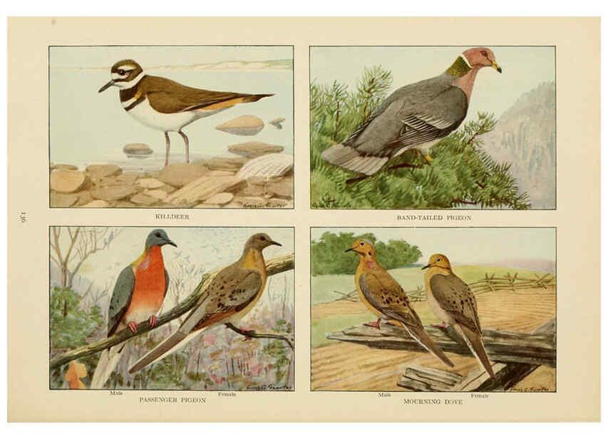 Reproducción/Reproduction 6441672009: The book of birds, common birds of town and country and American game birds Washington, D. C. :National Geographic Society,1918