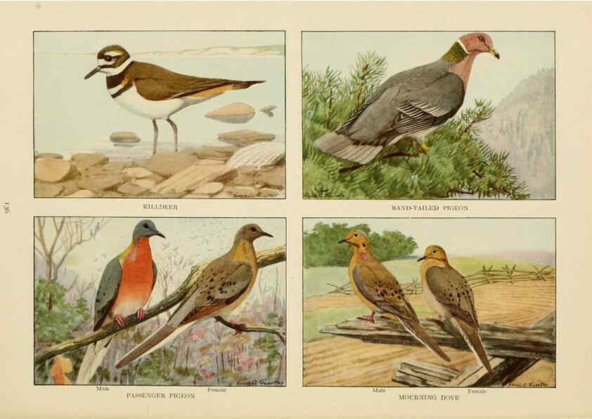 Reproducción/Reproduction 6441672009: The book of birds, common birds of town and country and American game birds Washington, D. C. :National Geographic Society,1918