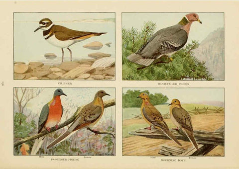 Reproducción/Reproduction 6441672009: The book of birds, common birds of town and country and American game birds Washington, D. C. :National Geographic Society,1918