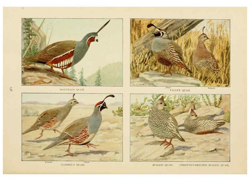 Reproducción/Reproduction 6441672325: The book of birds, common birds of town and country and American game birds Washington, D. C. :National Geographic Society,1918