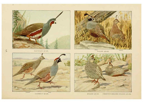 Reproducción/Reproduction 6441672325: The book of birds, common birds of town and country and American game birds Washington, D. C. :National Geographic Society,1918