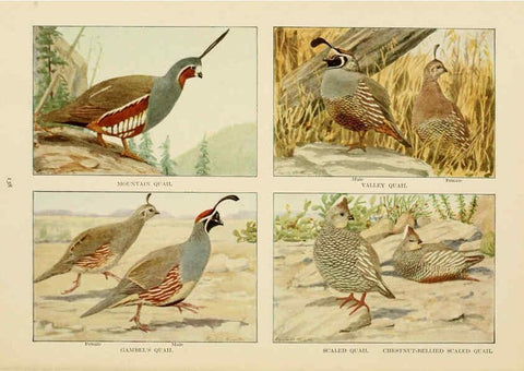 Reproducción/Reproduction 6441672325: The book of birds, common birds of town and country and American game birds Washington, D. C. :National Geographic Society,1918