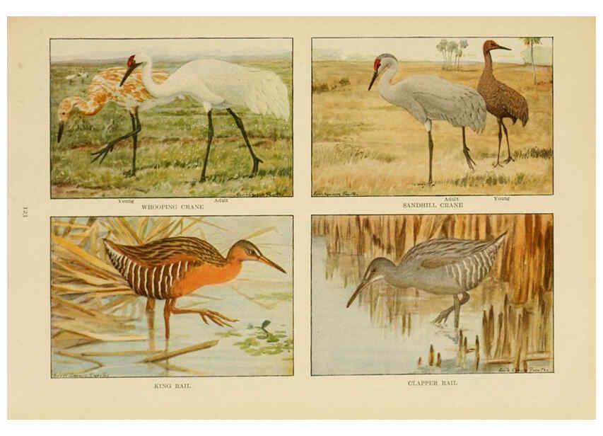 Reproducción/Reproduction 6441669925: The book of birds, common birds of town and country and American game birds Washington, D. C. :National Geographic Society,1918