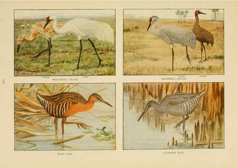Reproducción/Reproduction 6441669925: The book of birds, common birds of town and country and American game birds Washington, D. C. :National Geographic Society,1918