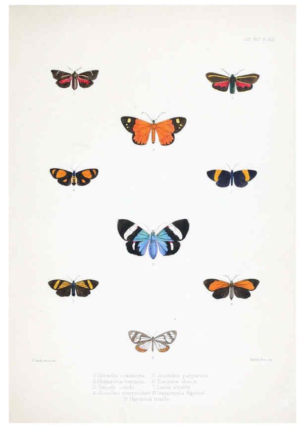 Reproducción/Reproduction 6441540945: Illustrations of typical specimens of Lepidoptera Heterocera in the collection of the British Museum. v.1. London: Printed by order of the Trustees1879- 