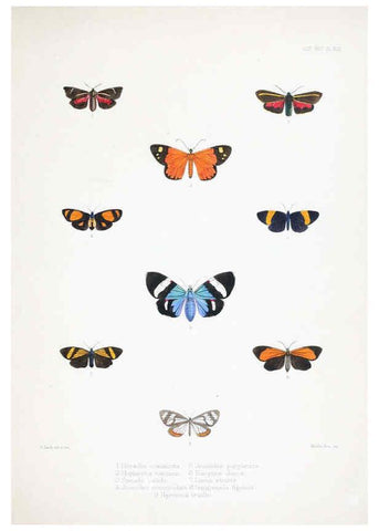 Reproducción/Reproduction 6441540945: Illustrations of typical specimens of Lepidoptera Heterocera in the collection of the British Museum. v.1. London: Printed by order of the Trustees1879- 