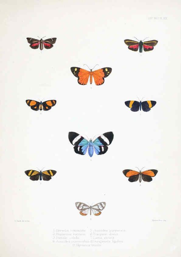 Reproducción/Reproduction 6441540945: Illustrations of typical specimens of Lepidoptera Heterocera in the collection of the British Museum. v.1. London: Printed by order of the Trustees1879- 