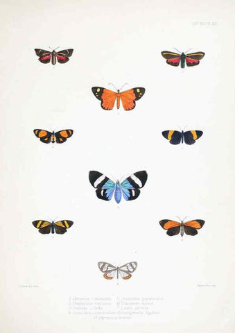 Reproducción/Reproduction 6441540945: Illustrations of typical specimens of Lepidoptera Heterocera in the collection of the British Museum. v.1. London: Printed by order of the Trustees1879- 