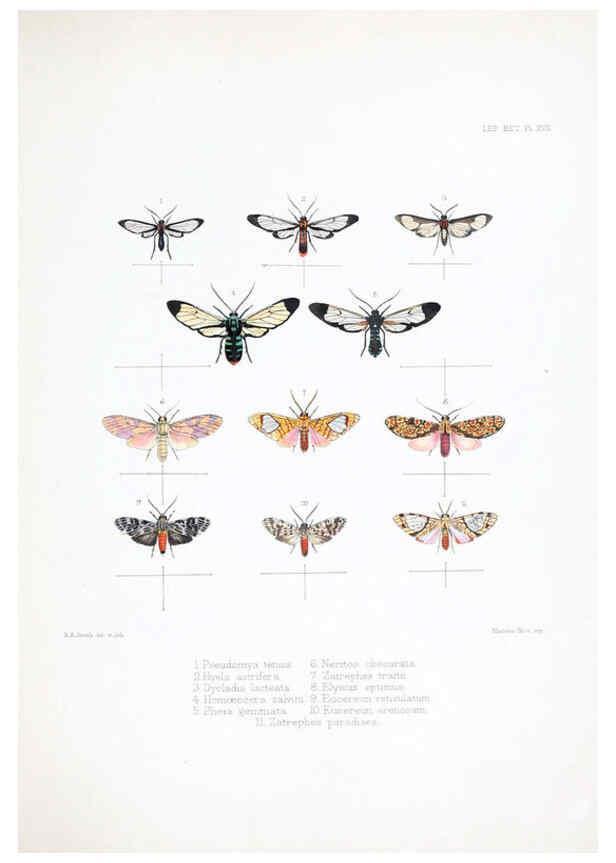 Reproducción/Reproduction 6441540449: Illustrations of typical specimens of Lepidoptera Heterocera in the collection of the British Museum. v.1. London: Printed by order of the Trustees1879- 