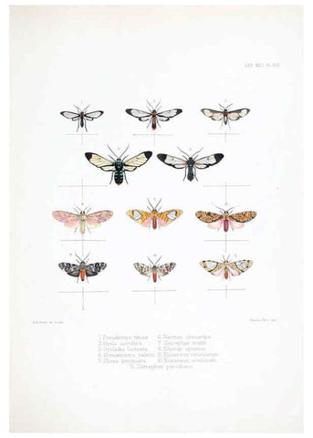 Reproducción/Reproduction 6441540449: Illustrations of typical specimens of Lepidoptera Heterocera in the collection of the British Museum. v.1. London: Printed by order of the Trustees1879- 