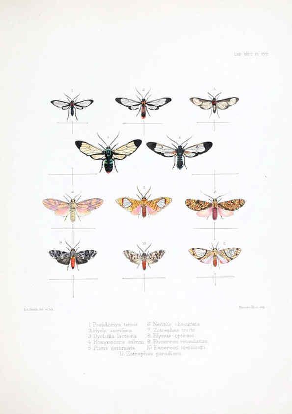 Reproducción/Reproduction 6441540449: Illustrations of typical specimens of Lepidoptera Heterocera in the collection of the British Museum. v.1. London: Printed by order of the Trustees1879- 