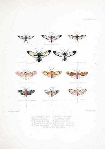 Reproducción/Reproduction 6441540449: Illustrations of typical specimens of Lepidoptera Heterocera in the collection of the British Museum. v.1. London: Printed by order of the Trustees1879- 