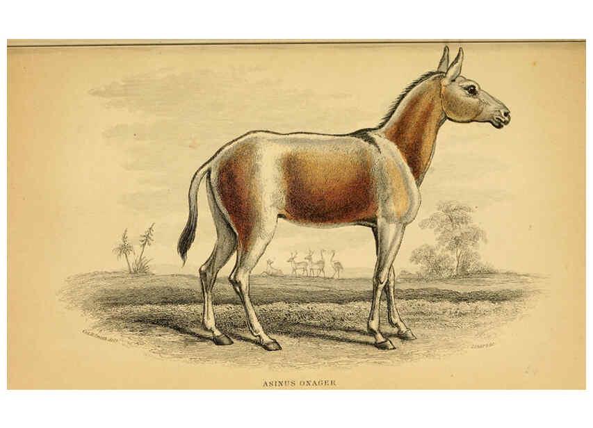Reproducción/Reproduction 6441429793: The natural history of horses Edinburgh :W.H. Lizars,1841